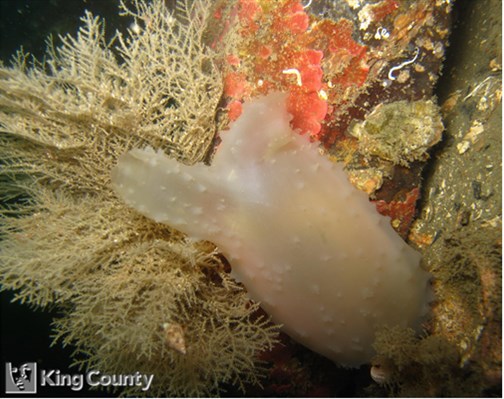 Photo of Ascidia paratropa